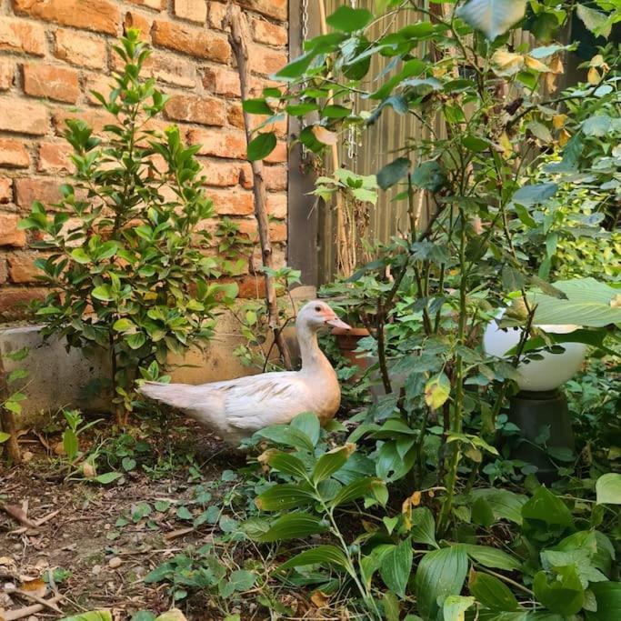 فيلا Mansarda Boema, Gradina De Basm بوخارست المظهر الخارجي الصورة